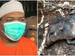 Cekricek.id - Kasus babi ngepet yang hebohkan puulblik ternyata hanya rekayasa seorang ustaz bersama 8 orang bayarannya.