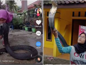 Cekricek.id - Seorang wanita bernama Puput Destina berhasil bikin warganet merinding dengan aksi nekatnya yang mencium ular kobra.