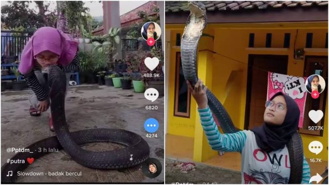 Cekricek.id - Seorang wanita bernama Puput Destina berhasil bikin warganet merinding dengan aksi nekatnya yang mencium ular kobra.