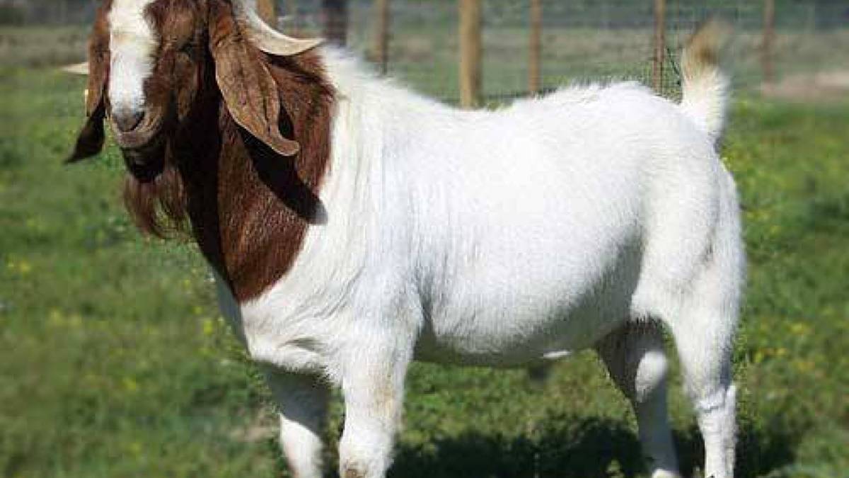 Berita trending terbaru dan berita viral terbaru : Bayi kambing mirip manusia sempat hebohkan masyarakat di India hingga dipuja layaknya dewa.