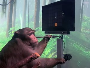 Berita trending terbaru dan berita viral terbaru : Elon Musk kini ciptakan monyet yang bisa bermain game secara telepatis dengan bantuan otaknya.