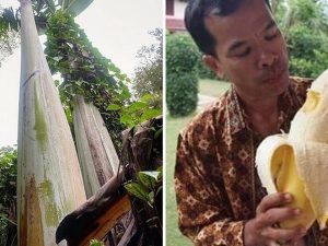 Berita trending terbaru dan berita viral terbaru : Pohon pisang asal Papua ini berukuran sangat besar, dijuluki berasal dari zaman purba oleh netizen.