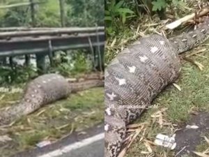 Cekricek.id - Warga Camba dikejutkan dengan penemuan ular piton dalam keadaan tak berdaya hingga jadi tontonan warga sekampung.