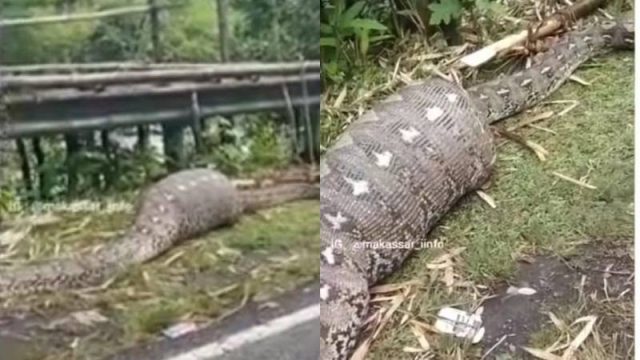 Cekricek.id - Warga Camba dikejutkan dengan penemuan ular piton dalam keadaan tak berdaya hingga jadi tontonan warga sekampung.