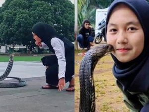 Cekricek.id: Kisah gadis asal Bandung yang memilih memelihara king cobra sepanjang 4 meter. Ternyata sudah akrab sedari kecil.