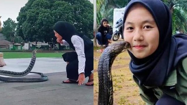 Cekricek.id: Kisah gadis asal Bandung yang memilih memelihara king cobra sepanjang 4 meter. Ternyata sudah akrab sedari kecil.
