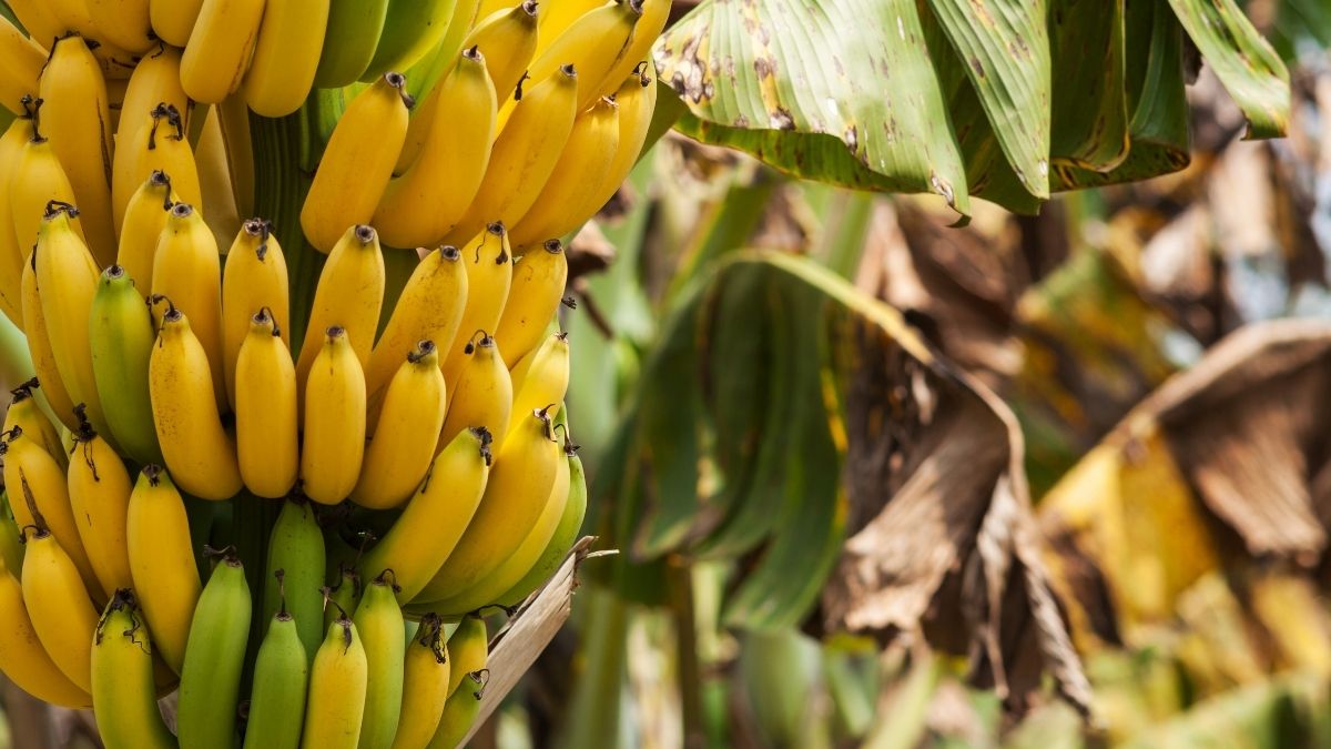 Pisang