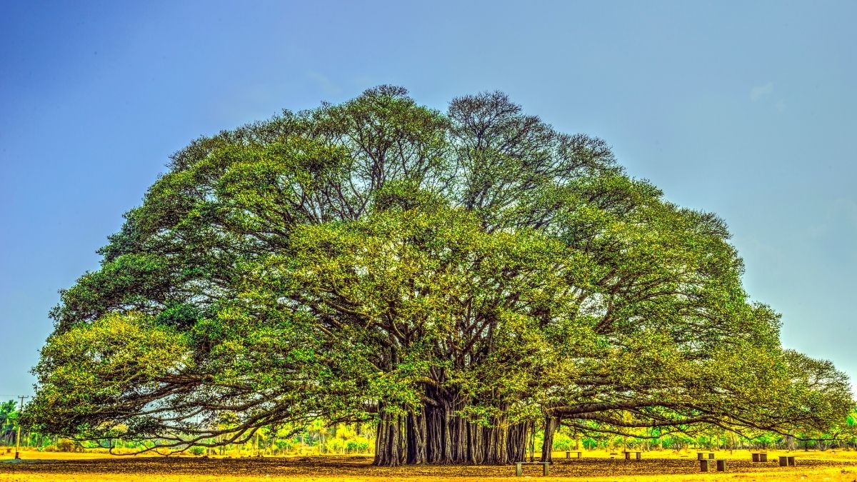 Pohon beringin