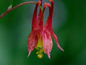 Bunga Columbine