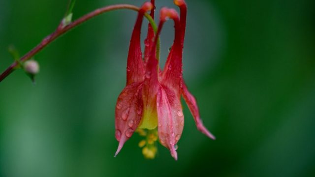 Bunga Columbine