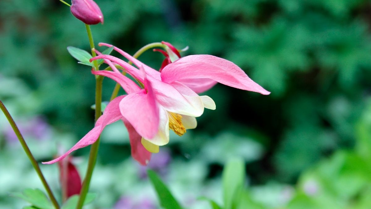 Bunga Columbine
