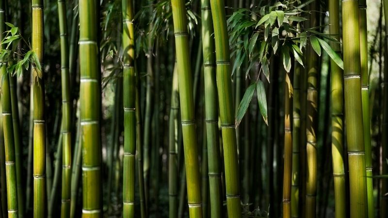 Pohon bambu