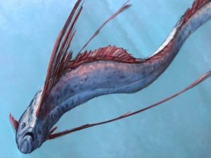 5 Fakta tentang Oarfish