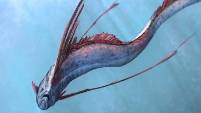 5 Fakta tentang Oarfish
