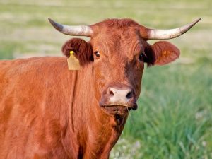 Sapi merah