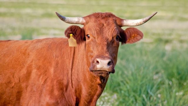 Sapi merah