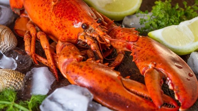 Fakta Lobster