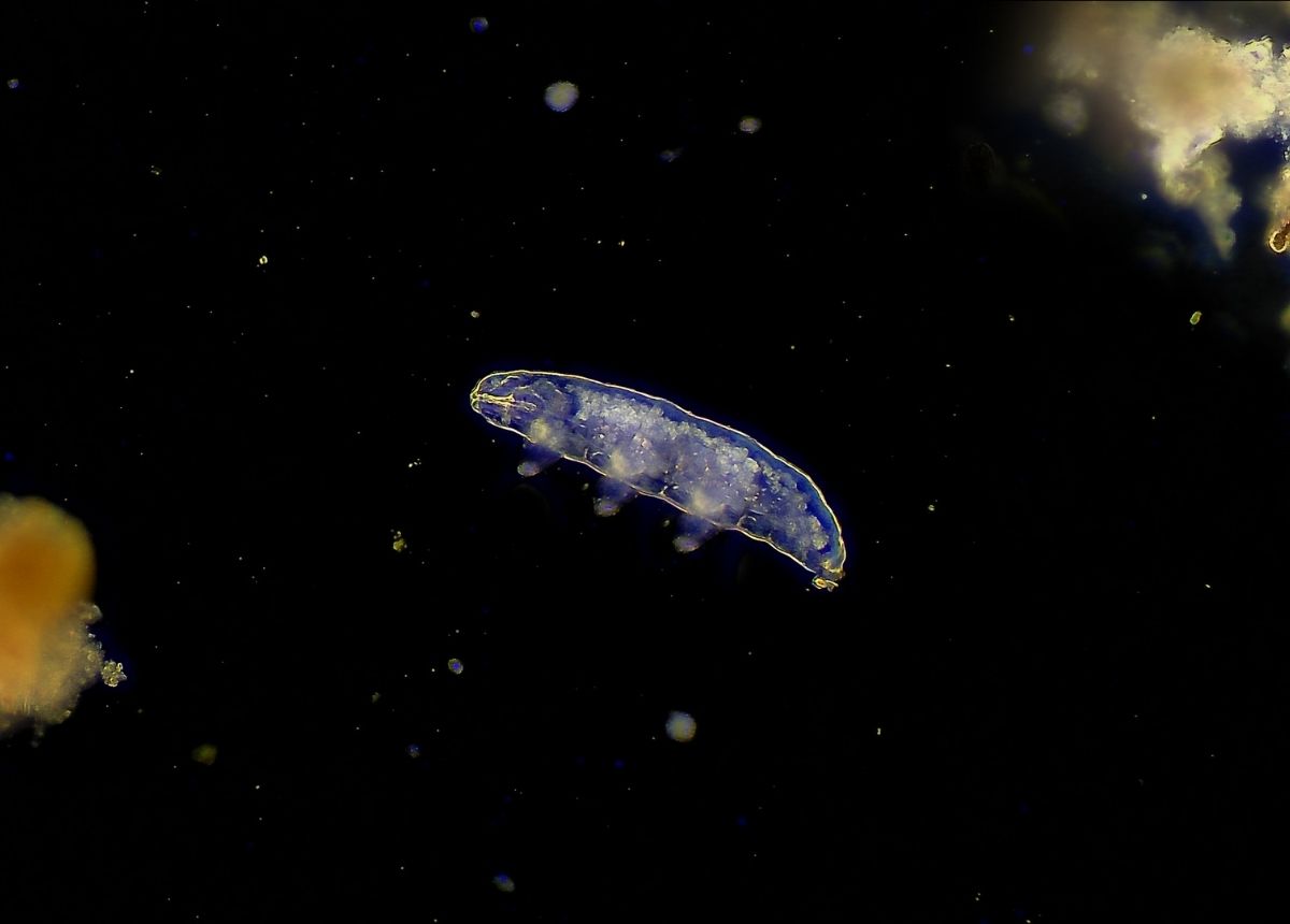 Tardigrada