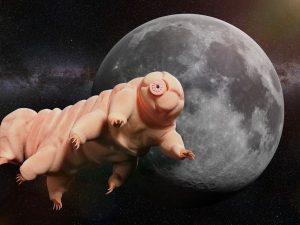 Tardigrada