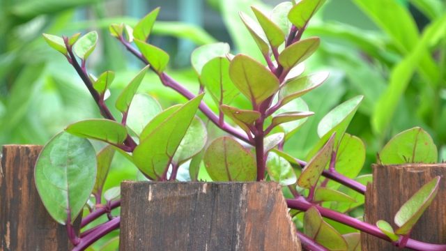 Daun Binahong ternyata memiliki banyak manfaat, terutama untuk mengobati macam penyakit. Tidak hanya bisa mengobati penyakit dalam, namun juga bisa untuk mengobati luka luar seperti luka.