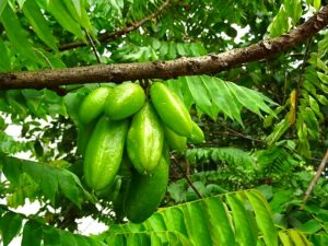 Manfaat daun belimbing wuluh