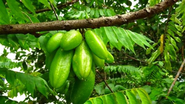 Manfaat daun belimbing wuluh