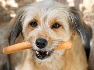Berita terbaru hari ini: Anjing diolah Jadi Sosis di china