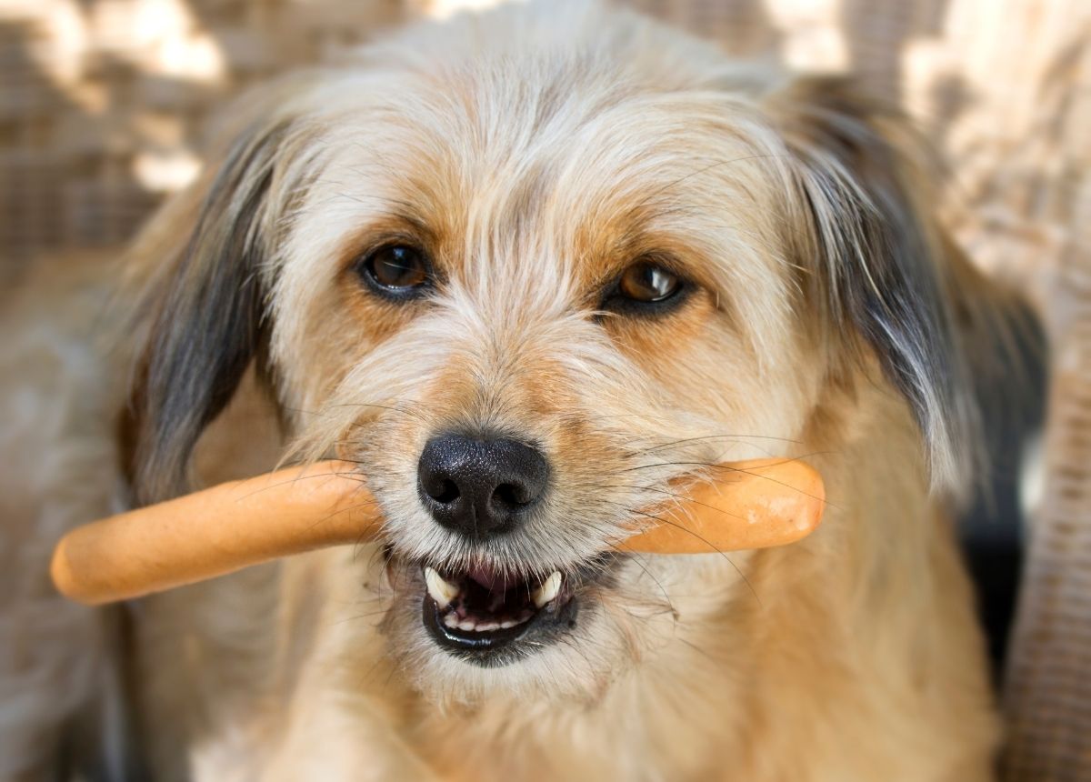Cekricek.id, Viral Apakah Anjing Juga Mencintai Manusia?