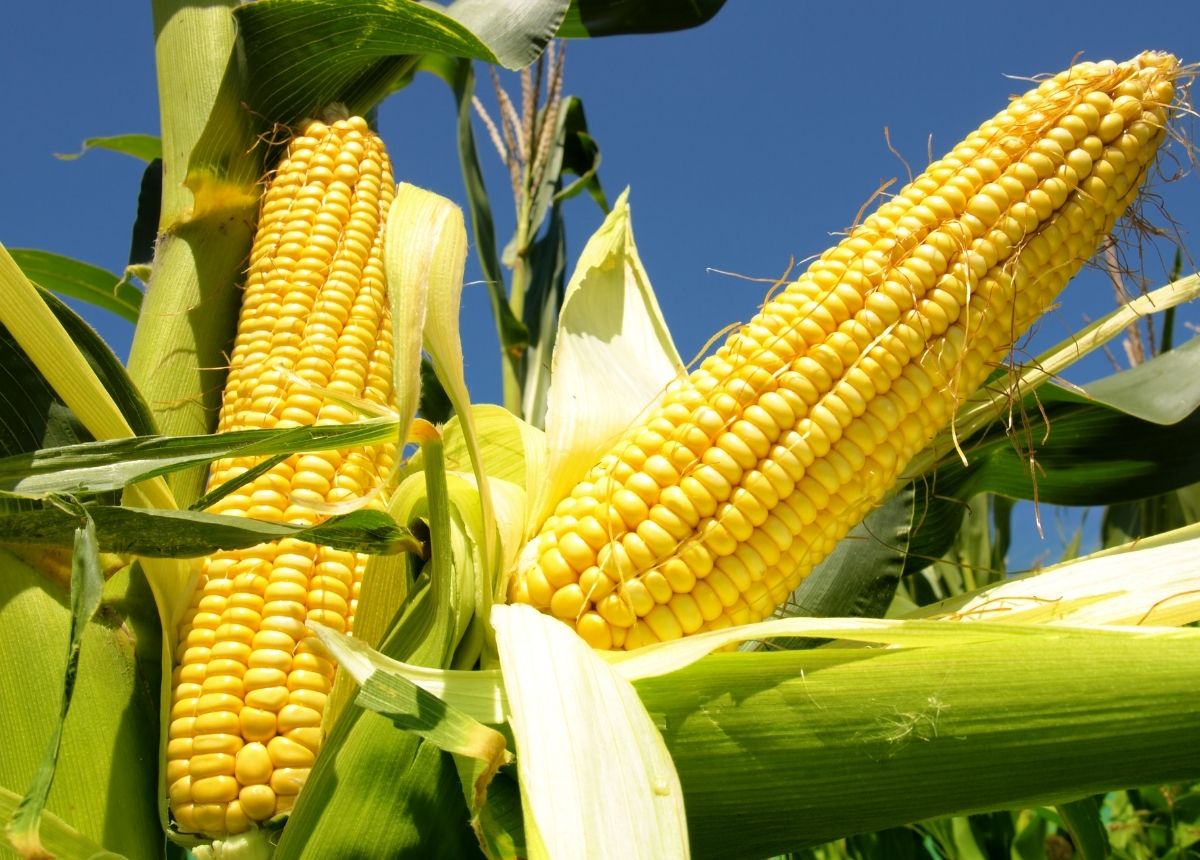 Jagung - Pantangan sayur untuk darah O