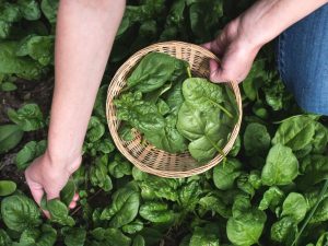Sayur bayam adalah salah satu sayur yang kaya manfaat. Selain bagus untuk kesehatan mata, bayam sangat efektif untuk mengontrol gula darah hingga bisa bikin kulit jadi glowing.