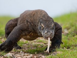 Berita terbaru hari ini: Fakta Komodo
