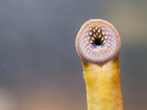 Berita terbaru hari ini: Ikan lamprey yang bernama latin Petromyzon Marinus