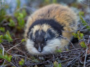 Berita terbaru hari ini: Hewan lemming