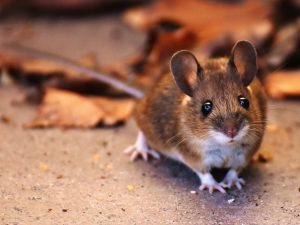 Berita terbaru hari ini: Penyebab Tikus Bersarang di Rumah