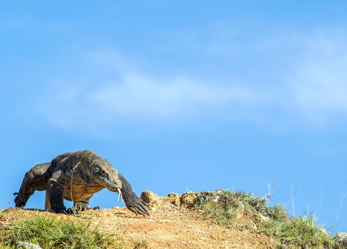Berita terbaru hari ini: Komodo sangat langka