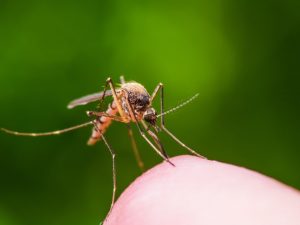Cara mengusir nyamuk dengan bahan alami