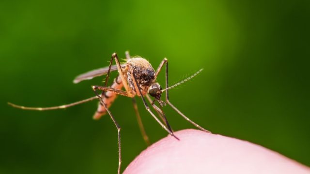 Cara mengusir nyamuk dengan bahan alami