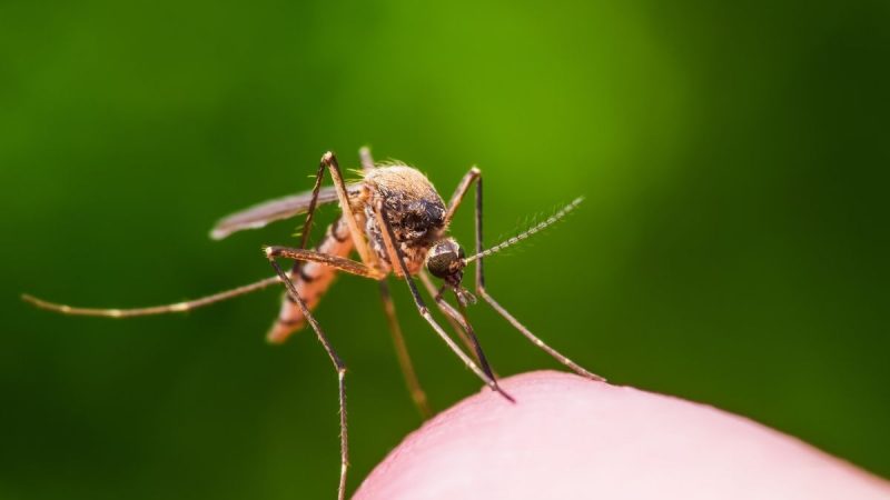 Cara mengusir nyamuk dengan bahan alami