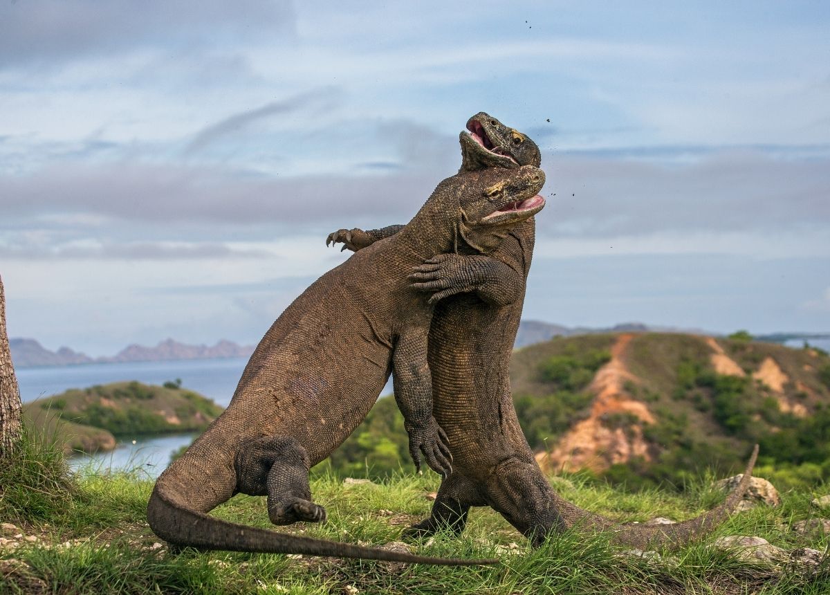 Berita terbaru hari ini: Komodo Karnivora dan kanibal