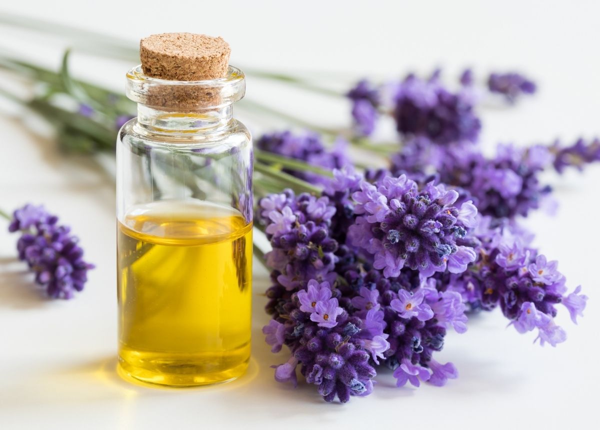 Minyak Lavender