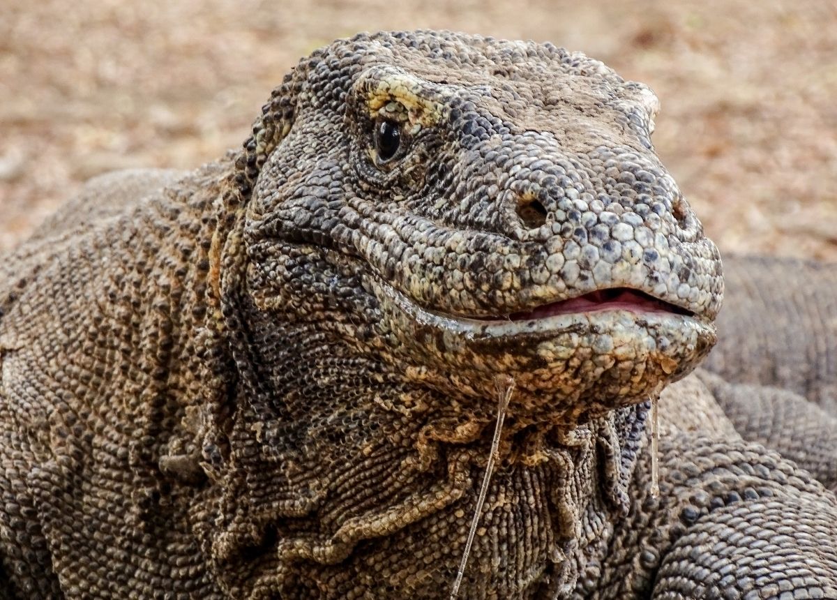 Berita terbaru hari ini: Komodo Punya liur yang berbisa