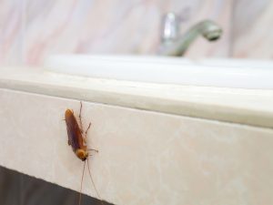 Berita terbaru hari ini: 3 cara ampuh membasmi kecoa di rumah dengan bahan alami.