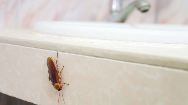 Berita terbaru hari ini: 3 cara ampuh membasmi kecoa di rumah dengan bahan alami.
