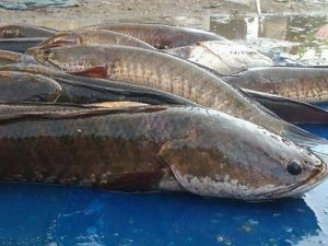 Berita terbaru hari ini: Ikan Gabus Obat diabetes
