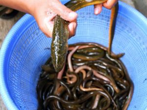 Ikan Sidat Punya Kandungan Gizi Berlimpah yang Kalahkan Ikan Salmon