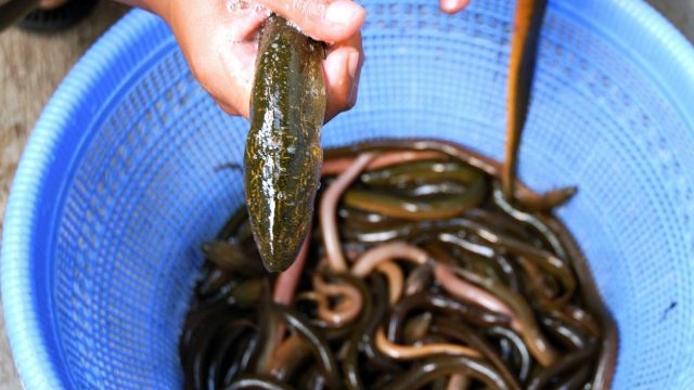 Ikan Sidat Punya Kandungan Gizi Berlimpah yang Kalahkan Ikan Salmon