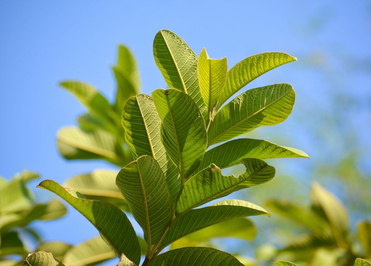 Daun jambu