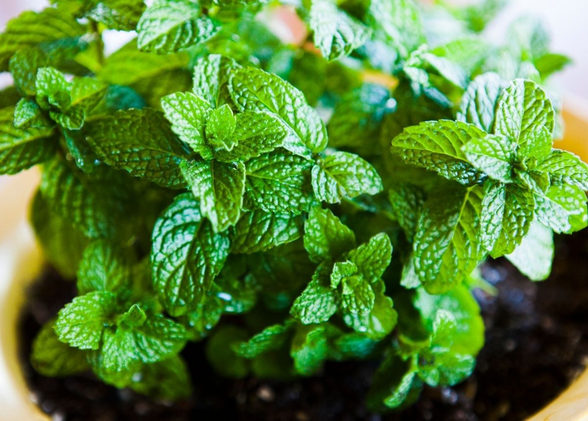 Tanaman Mint