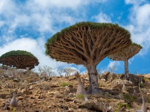 Pulau Socotra