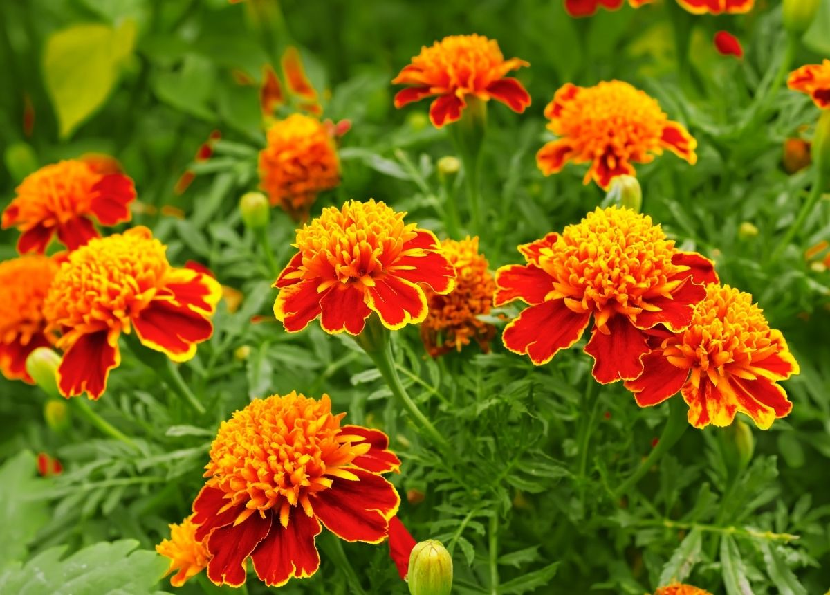 Marigold